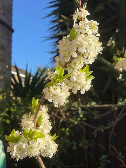 Photo of free Plum tree (Bethnal Green E1) #3