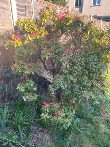 Photo of free Garden tree/bush (Woodford green IG8) #2