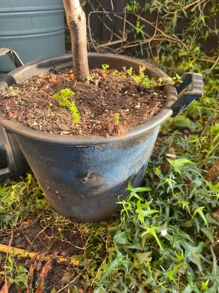 Photo of free Plum tree (Bethnal Green E1) #2