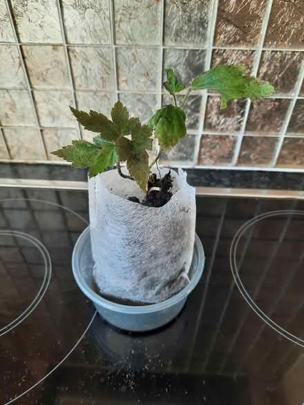 Photo of free Small Pink Japanese anemone cutting (Morden SM4) #4