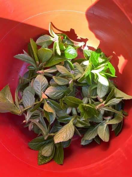 Photo of free Hydrangea cuttings (Hendon NW4) #1