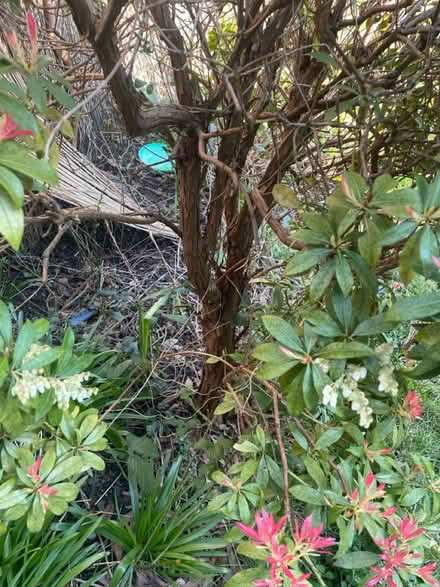 Photo of free Garden tree/bush (Woodford green IG8) #3