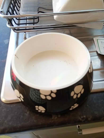 Photo of free Pet food bowl (Temple Cowley OX4) #1