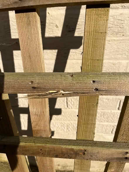 Photo of free Trellis (TN23) #2