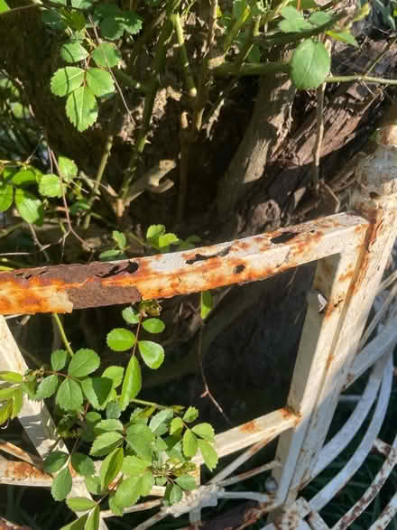 Photo of free Garden seat for tree (IP7) #3