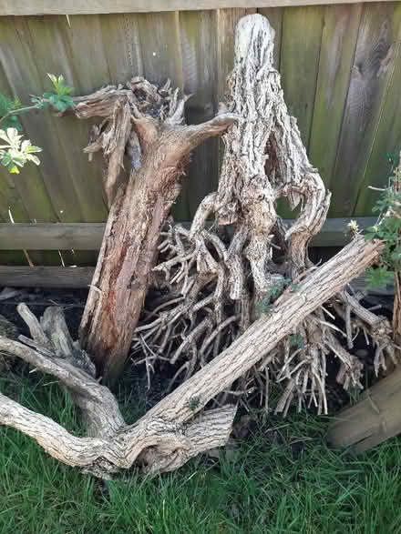 Photo of free Wood for burning (Spondon DE21) #1