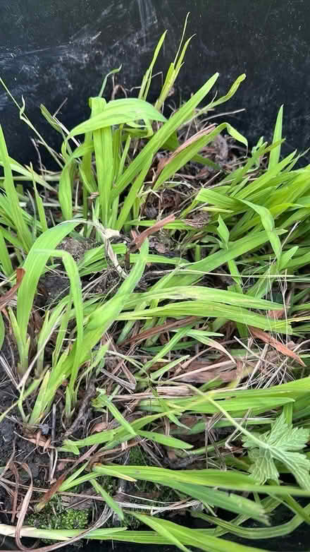 Photo of free Crocosmia Plant (Shirley CR0) #1