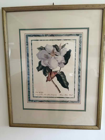 Photo of free Large Magnolia Botanical Print (Belmont, MA) #2