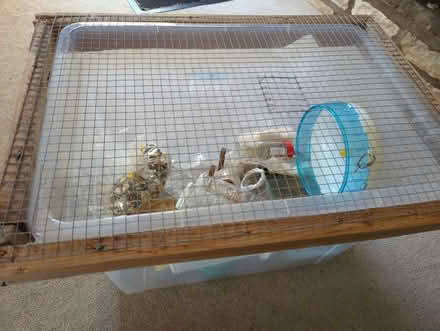 Photo of free Hamster box / starter kit (Nailsworth GL6) #1