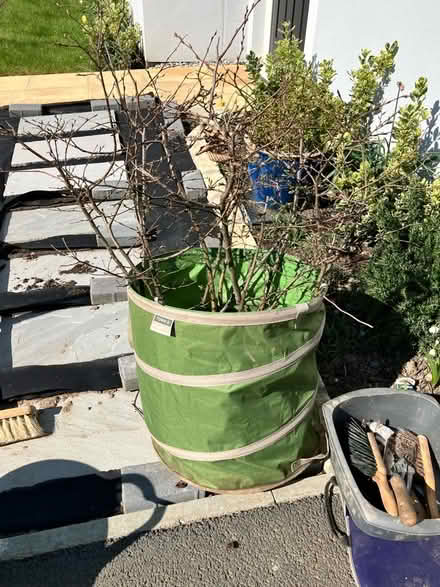 Photo of free Hornbeam Saplings (Torridge District EX39) #2