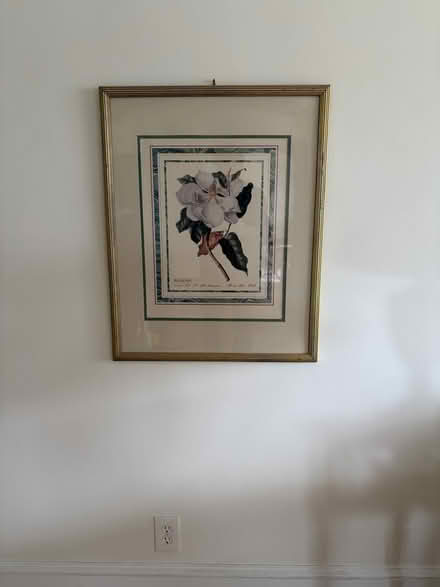 Photo of free Large Magnolia Botanical Print (Belmont, MA) #1