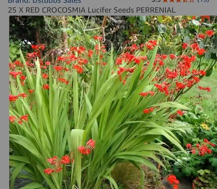 Photo of free Crocosmia Plant (Shirley CR0) #2