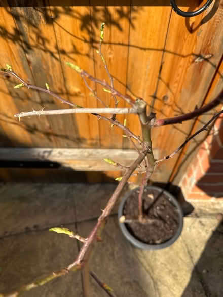Photo of free Tea Rose (Aylesbury HP19) #2