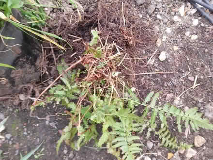 Photo of free Fern plant (Killamarsh S21) #1
