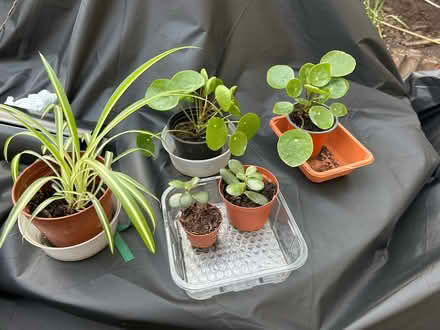 Photo of free Mixed houseplants (Cotham BS6) #1