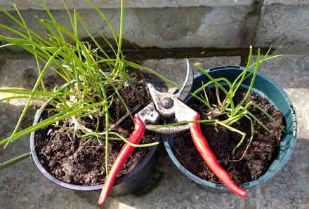 Photo of free Chives - one plant (Glyne Gap TN40) #1