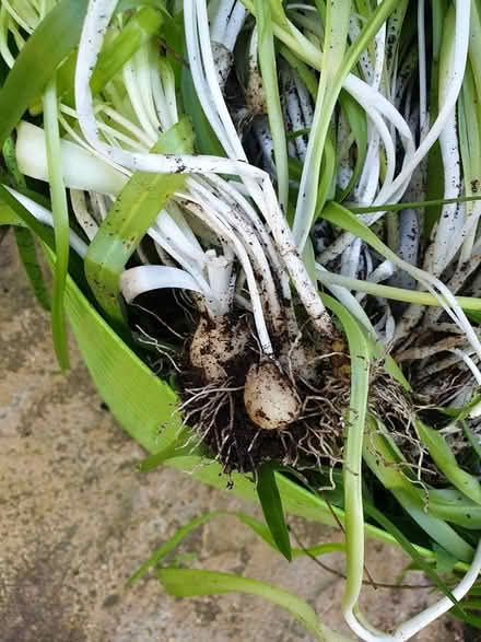 Photo of free Bluebells (Sawbridgeworth CM21) #3