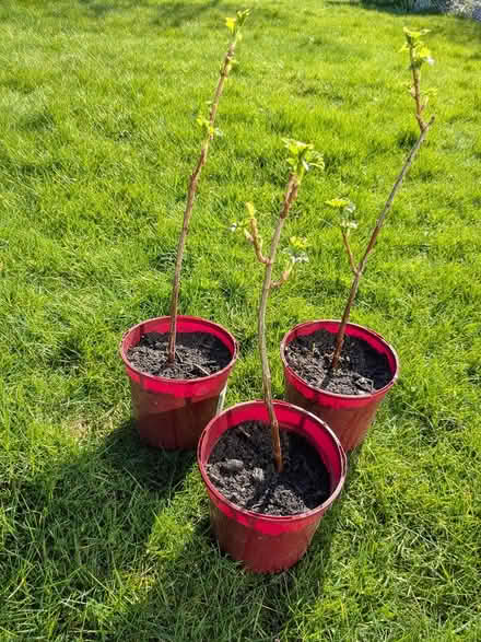 Photo of free Plants - blackcurrants (Edinburgh EH7) #1