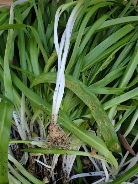 Photo of free Bluebells (Sawbridgeworth CM21) #2