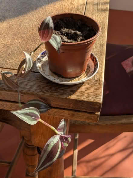 Photo of free House plants (Edinburgh EH7) #2