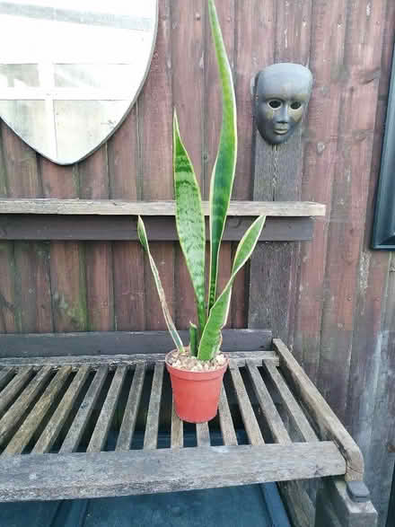 Photo of free Snake plant (Langney BN23) #1
