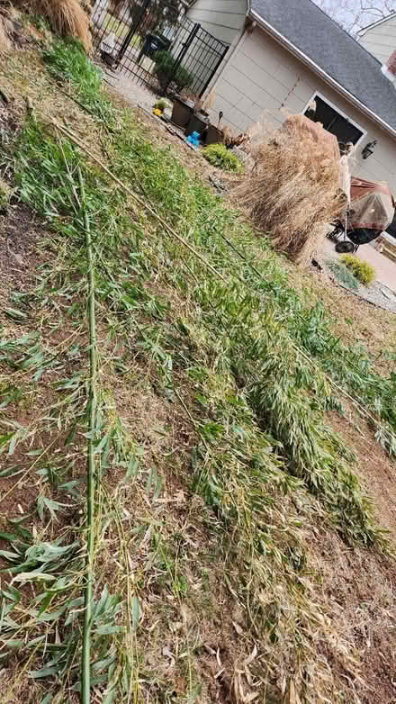 Photo of free Bamboo (Somerset) #2