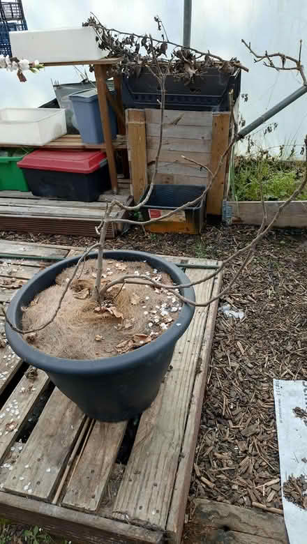 Photo of free Fig tree (Denholme BD13) #1