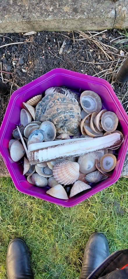 Photo of free Tub of seashells (Lordship Estate SG6) #1