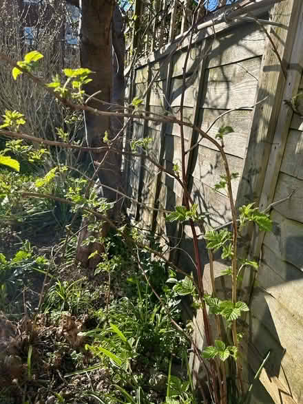 Photo of free Raspberry canes (Hollingdean BN1) #2