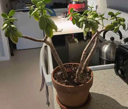 Photo of free Jade plant (Tigard) #1