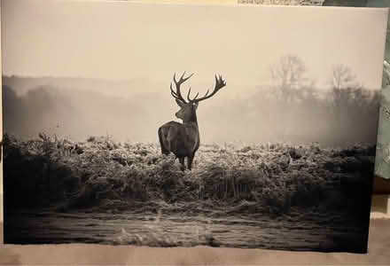 Photo of free Stag canvas picture 🦌 (Waddon) #1