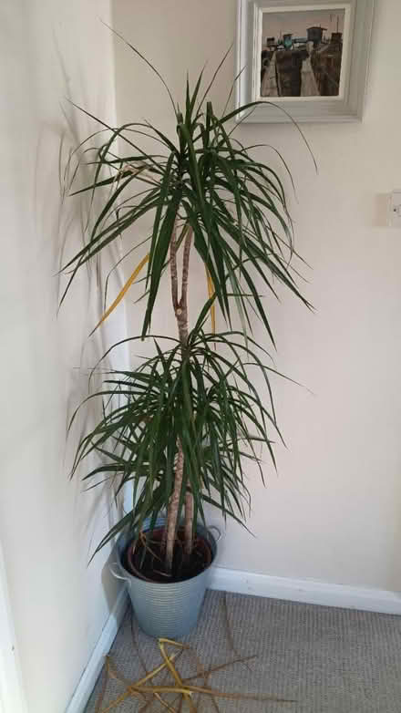 Photo of free Large House Plant (Stanford le hope, SS17) #1