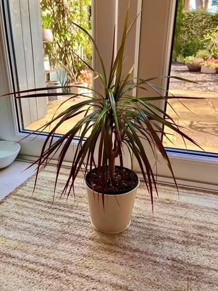 Photo of free Dragon Tree (Strawberry Hill TW2) #1