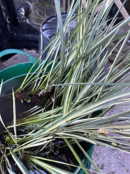 Photo of free Pond Plant, Variegated Sweet Flag (CT11) #1