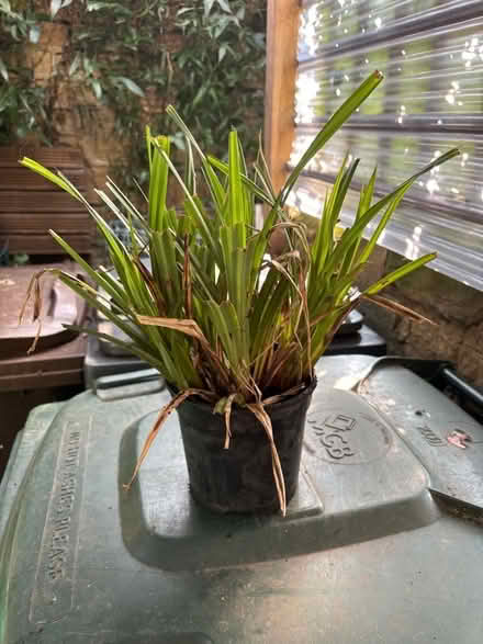 Photo of free Ornamental Grass (BD9) #1