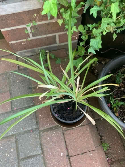 Photo of free 2 spider plants and a kids rug (North walbottle NE5) #2