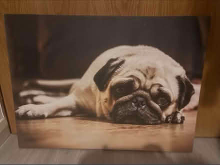 Photo of free Pug canvas (Notts) #1
