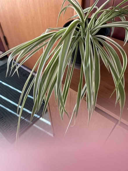 Photo of free 2 house plants (Groton, nr. PO.) #2
