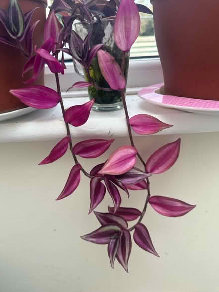 Photo of free Flower seedling (Sutton) #1