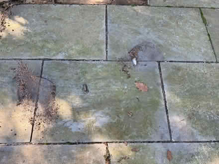 Photo of free Used Patio slabs (Elmstead BR7) #3
