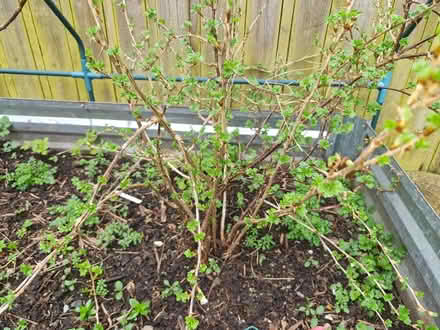 Photo of free Blackcurrent and a goosberry bush (Cornton FK9) #2