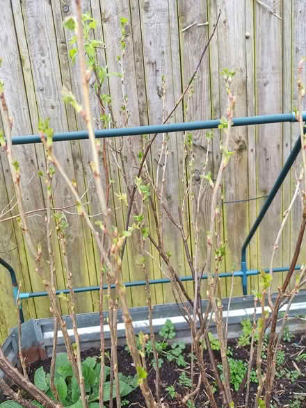 Photo of free Blackcurrent and a goosberry bush (Cornton FK9) #3