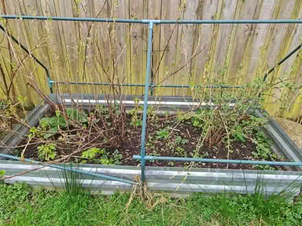 Photo of free Blackcurrent and a goosberry bush (Cornton FK9) #1
