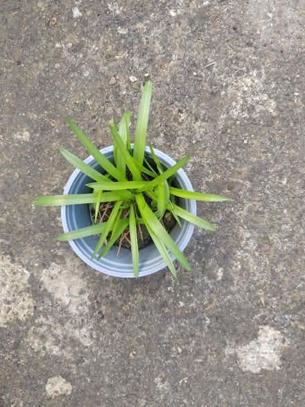 Photo of free Probably Spanish bluebells (Risinghurst OX3) #1
