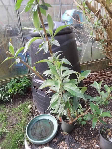 Photo of free Budlia in pot (Killamarsh S21) #1