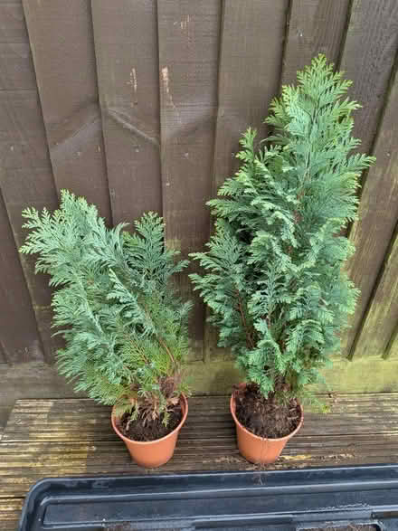 Photo of free X2 Conifers (Orton Goldhay PE2) #1