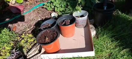 Photo of free Female trailing blackberries (5) (Maple Leaf) #1