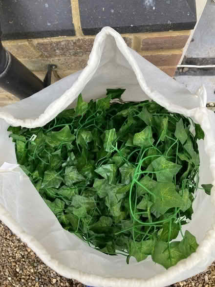 Photo of free Plastic Ivy (Beaconsfield HP9) #1