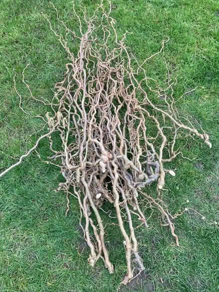 Photo of free Twisted Hazel branches (GL52) #1