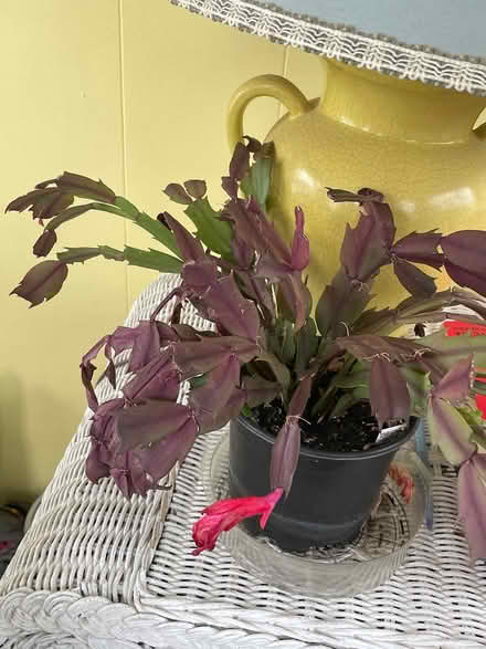 Photo of free Christmas cactus (Bloomfield) #1
